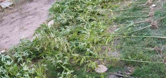 Secuestraron plantas de marihuana en Catriel